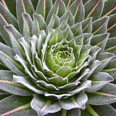 Giant Lobelia