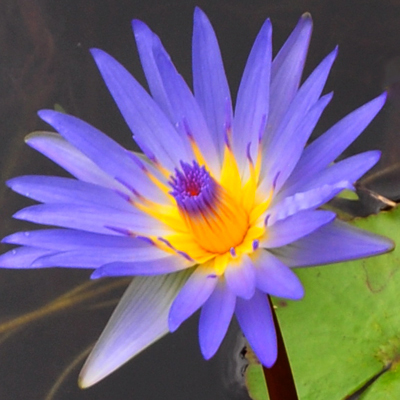 Water Lily 