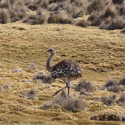 Andean Rhea