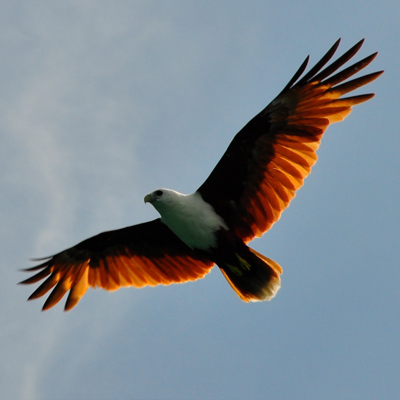 Brahminy kite