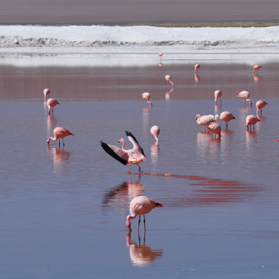 Flamingos