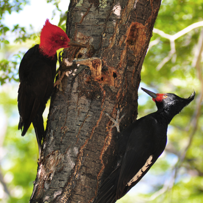 Magellanic woodpecker