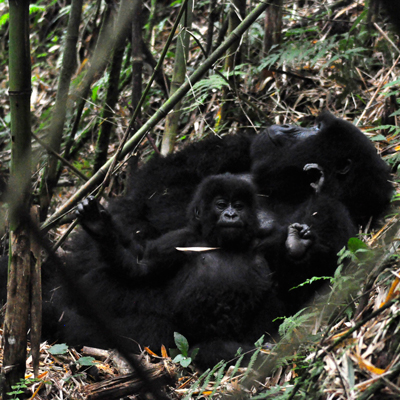 Mountain Gorillas