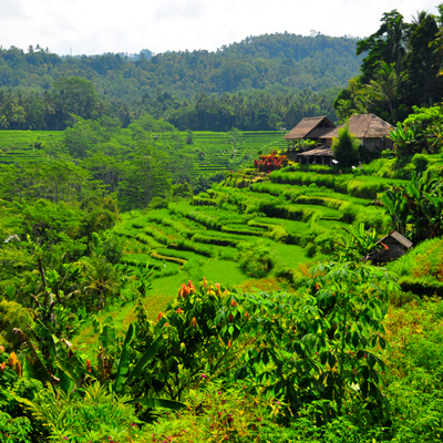 Bali